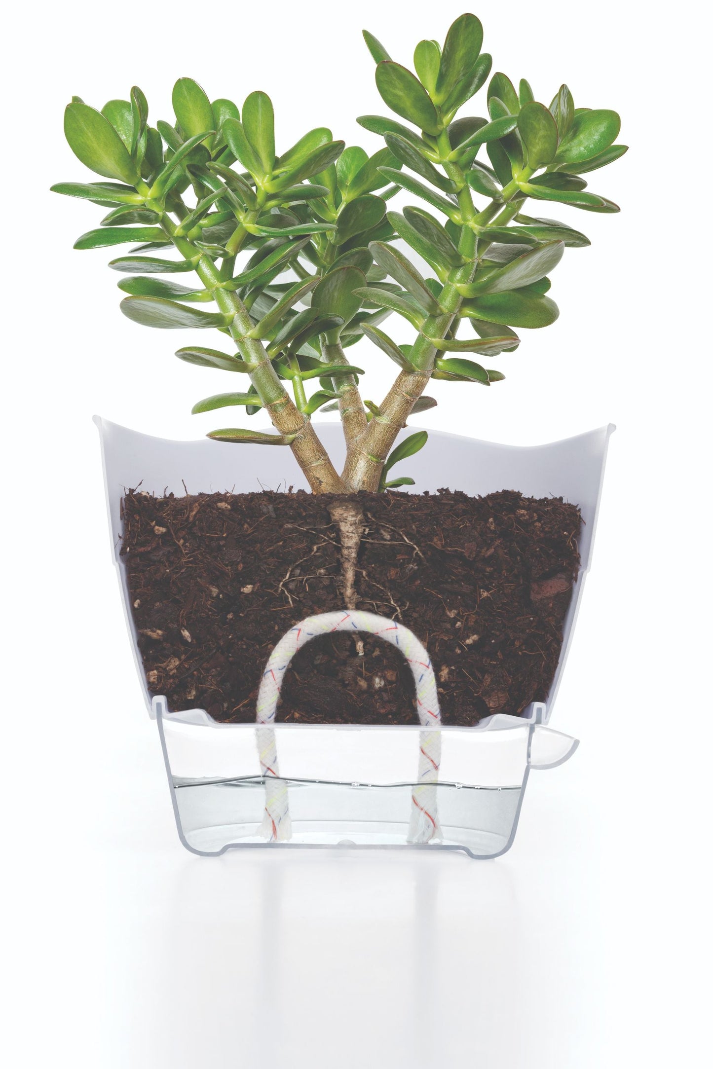Self-Watering Pot